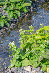長野県 大王わさび農場 わさびと水路の流れ