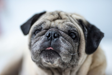 Cute pug dog breed lying on white bed and blanket in bedroom smile with funny face  - Image