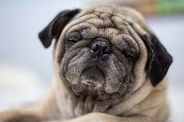 Cute pug dog breed lying on white bed and blanket in bedroom smile with funny face  - Image