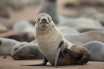 Fototapeta premium Cape Fur Seal 