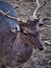 portrait of a deer