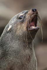 Cape Fur Seal 