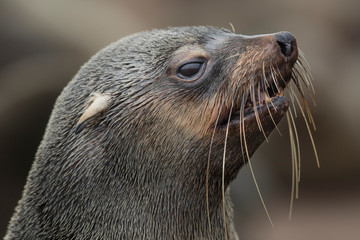 Cape Fur Seal 