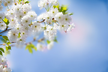 White Sakura flowers. Abstract spring blossom background. Springtime. Banner background with copy space, toned and blurred