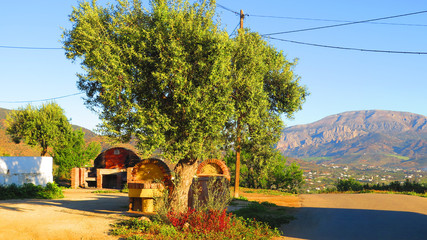 Obraz premium Olive trees shading cattle trough and barbeue