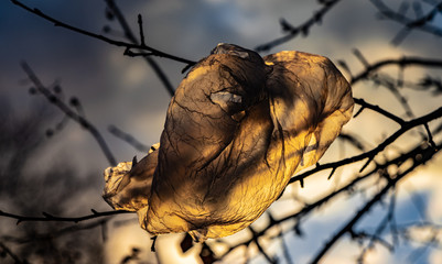 Plastiktüte zwischen Ästen eines Baumes