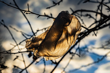Plastiktüte zwischen Ästen eines Baumes