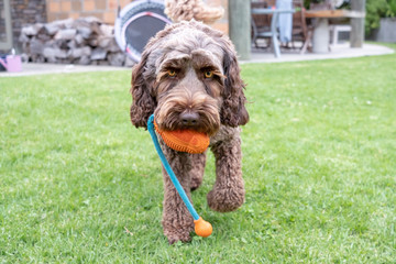 labradoodle carrying toy walking towards the camera, in the garden