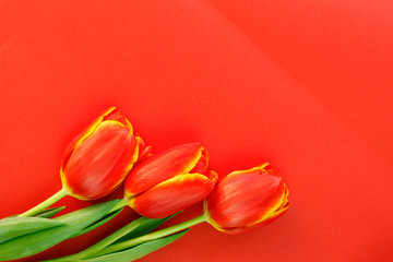 Red tulips on paper red background congratulation gift for the holiday