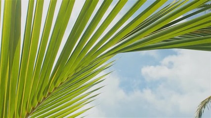 Green palm leaf on the background of a beautiful blue sky. Lovely summer day