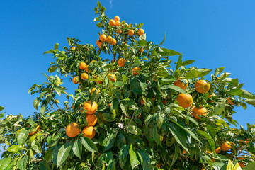 A branch of mandarin tree - Image