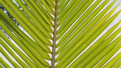 Green palm leaf on the background of a beautiful blue sky. Lovely summer day