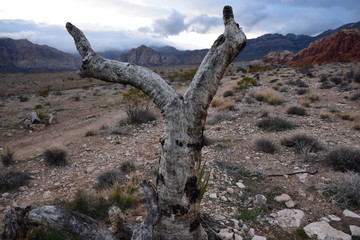 Fototapeta premium Red Rock Canyon Las Vegas