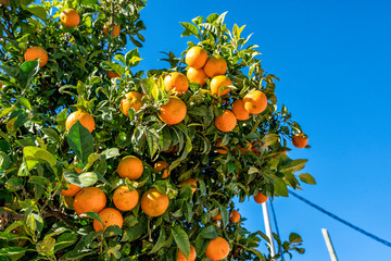 A branch of mandarin tree - Image