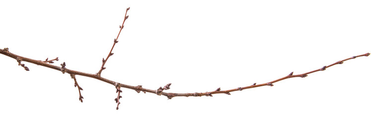 dry apricot tree branch. isolated on white background