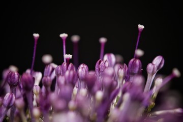 Macro, Flower, lila