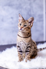 Savannah F1, a hybrid of Serval and Savannah.	