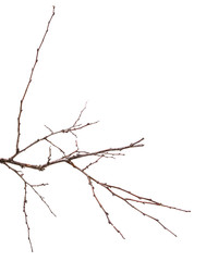 dry apricot tree branch. isolated on white background