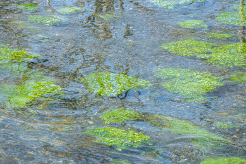 長野県 安曇野市 大王わさび農場 水の流れ