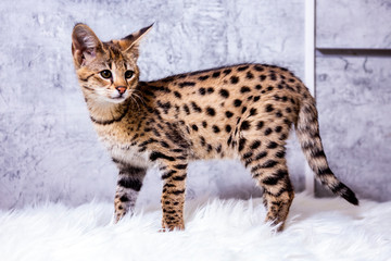 Savannah F1, a hybrid of Serval and Savannah.	