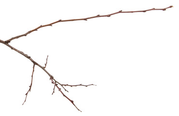 dry apricot tree branch. isolated on white background