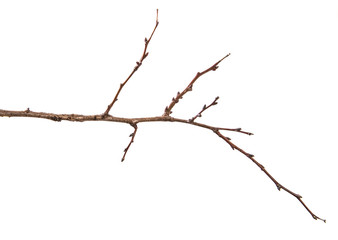 dry apricot tree branch. isolated on white background