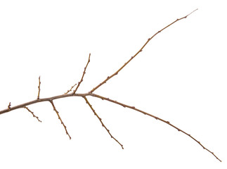 dry apricot tree branch. isolated on white background