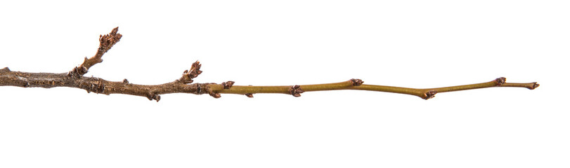 dry apricot tree branch. isolated on white background