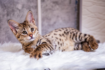 Savannah F1, a hybrid of Serval and Savannah.	