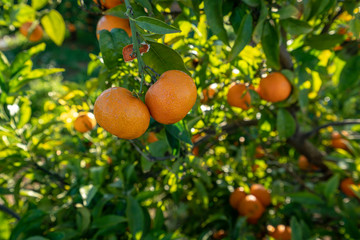 A branch of mandarin tree - Image