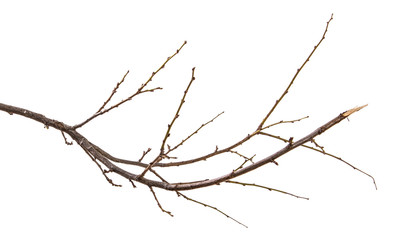 dry branch of the plum tree. isolated on white background