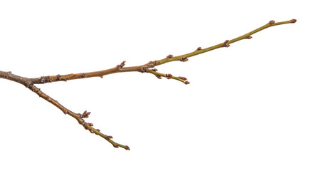 dry branch of the plum tree. isolated on white background