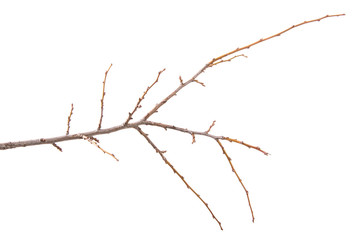 dry branch of the plum tree. isolated on white background