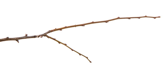 dry branch of the plum tree. isolated on white background