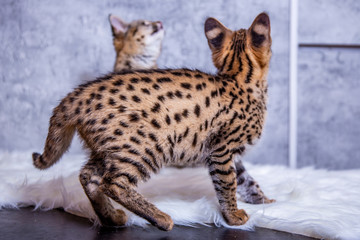 Obraz premium Savannah F1, a hybrid of Serval and Savannah. 