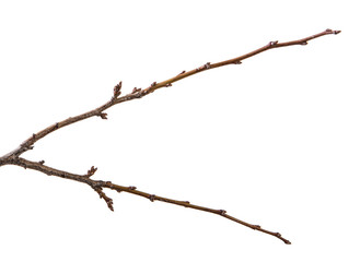 dry branch of the plum tree. isolated on white background