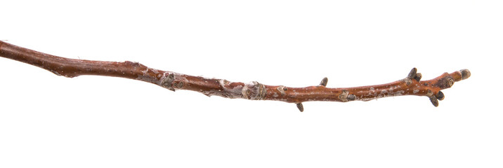 dry branch of a walnut tree. isolated on white background