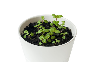 Mentha (Mint, Mintha) seedlings in pot. Very young plants. Gardening concept. White background