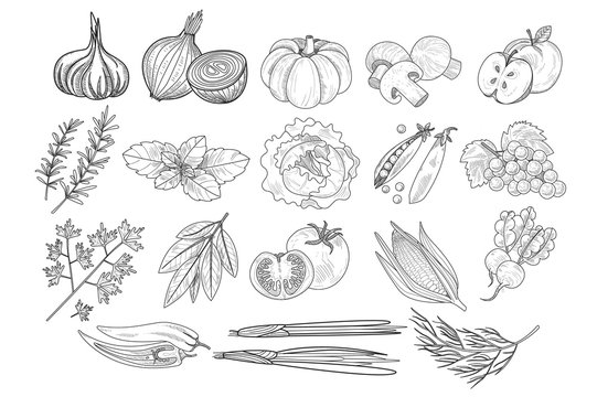 Vector set of fruits, vegetables and herbs in sketch style. Onion, pumpkin, mushrooms, apple, cabbage, peas, corn, grapes, parsley, tomato, beets, leek, pepper, rosemary, dill