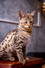 Naklejka premium Savannah F1, a hybrid of Serval and Savannah. 