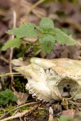 Skeletonized animal Skull lies on the ground with a green plant