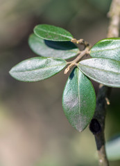 Nahaufnahme Olivenzweig mit Trieb