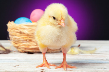 chick with easter eggs on wooden table