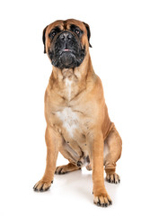 bullmastiff in studio