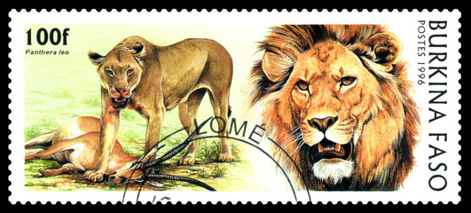 Postage stamp. Big cats. Lion.