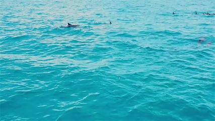 Dolphins frolic in the water, the Fauna of tropical Islands