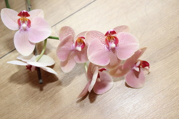 Obraz na płótnie Canvas Orchiddee, Königin der Blumen