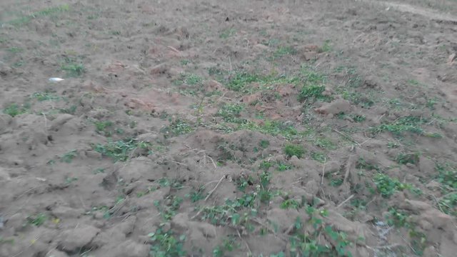Backward of dry ground view. Preparation for new plantation with para rubber trees scenery background