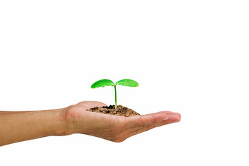 Hand holding  green sprout on white background, environmental concept