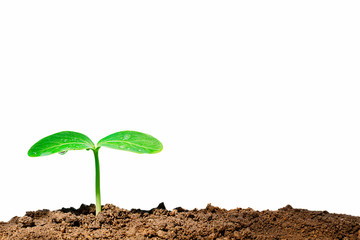 Growing green sprout with water drop on white background, environmental concept